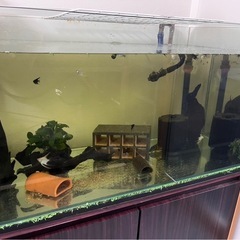 (お話中)アクアリウム 熱帯魚用品 まとめ売りの画像