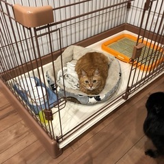 犬 ケージの画像