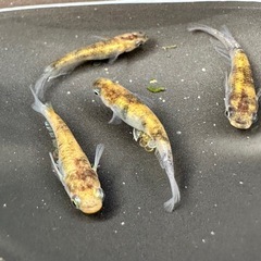 雲州三色メダカ 2ペアの画像