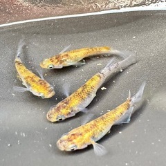 雲州三色メダカ 2ペアの画像