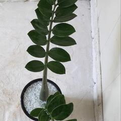 🌿ザミオクルカス60cm/黒陶器鉢/観葉植物🌿の画像