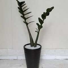 🌿ザミオクルカス60cm/黒陶器鉢/観葉植物🌿の画像