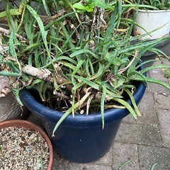 アロエ　植木鉢込みの画像