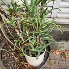 アロエ　植木鉢込みの画像
