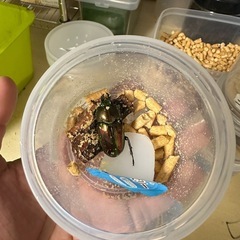 ニジイロクワガタ♀ 新成虫
の画像