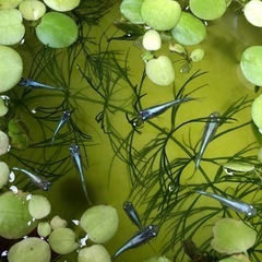 幹之みゆきメダカ🐟幼魚若魚　10匹の画像