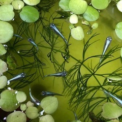 幹之みゆきメダカ🐟幼魚若魚　10匹の画像