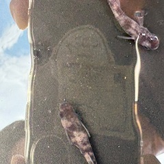 メダカ　極虎ACT II黒墨の画像