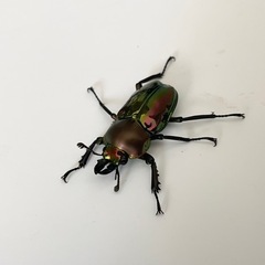 ニジイロクワガタの画像