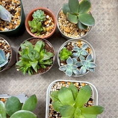 ハオルチア 多肉植物の画像