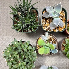 ハオルチア 多肉植物の画像