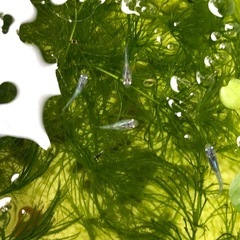 🔷♦︎清流きりゅうメダカ♦︎🔷稚魚　10匹の画像
