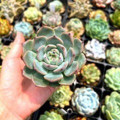 8/16 多肉植物販売の画像
