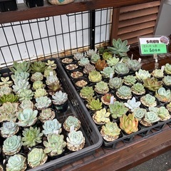 8/16 多肉植物販売の画像