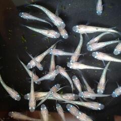 ピンクサファイア メダカ 幼魚7匹の画像