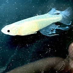 【8/16・8/17限定特価】メダカ成魚(神速)の画像