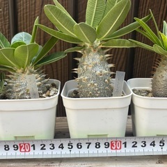 引退品 実生パキポディウム5種の画像