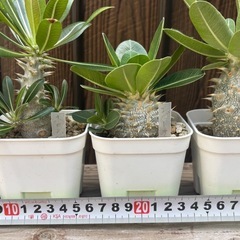 引退品 実生パキポディウム5種の画像