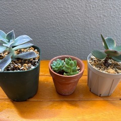 ハオルチア 多肉植物の画像