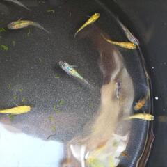ラメメダカミックスの画像