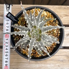 引退品 ディッキア Mahachaiの画像