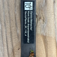 引退品 ディッキア Mahachaiの画像