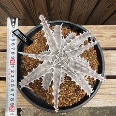 引退品 ディッキア FUJIYAMAの画像