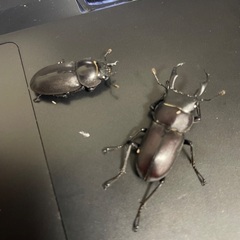 コクワガタ25匹セットの画像