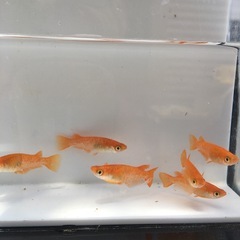 めだか紅華メダカの画像