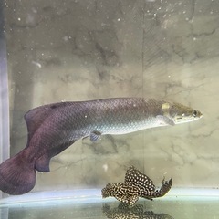 ピラルクの画像