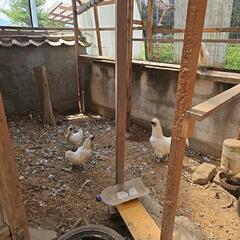 烏骨鶏と鶏です。