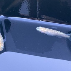 届けます‼️お盆限定価格激レア「プリムローズフローラ」稚魚10匹の画像