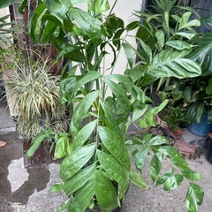 観葉植物　チャメドレアヤシ　高さ１８０センチの画像
