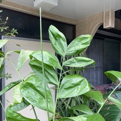 観葉植物　チャメドレアヤシ　高さ１８０センチの画像