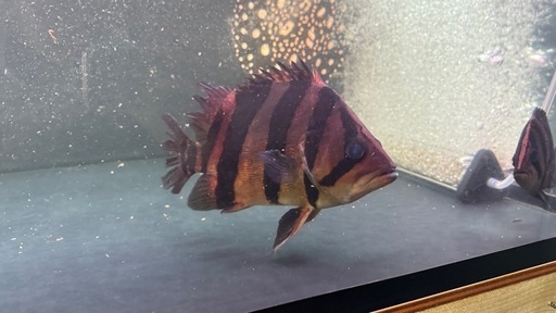 ど完品！！ダトニオリアルバンド 