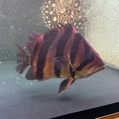 ど完品！！ダトニオリアルバンド の画像