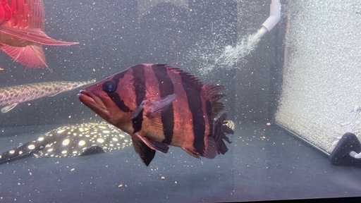 ど完品！！ダトニオリアルバンド