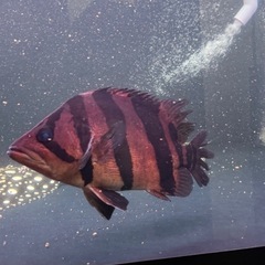 ど完品！！ダトニオリアルバンド の画像