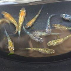 🌻メダカ🌻ラメ・ミックス10匹　800円の画像