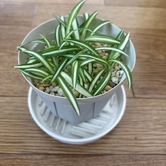 オリヅルラン子株　①の画像