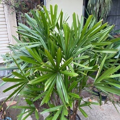 観葉植物　カンノンチク　高さ１５５センチの画像
