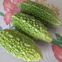 長さ17~20センチのゴーヤ3本の画像