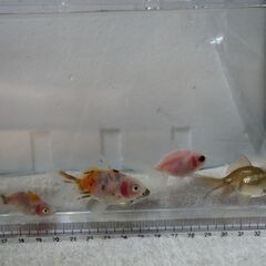 金魚　8匹セット　子供の画像