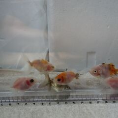 金魚　8匹セット　子供の画像