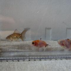 金魚　8匹セット　子供の画像