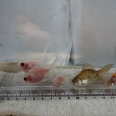 金魚　8匹セット　子供の画像