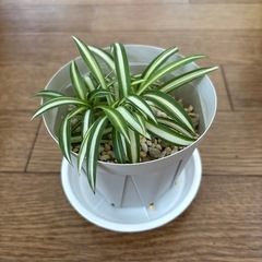 オリヅルラン子株　②
の画像