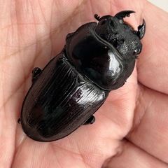 国産オオクワガタ（阿古谷産）メス2頭の画像