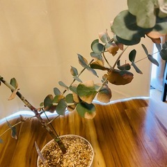 ユーカリ 観葉植物　鉢植えの画像