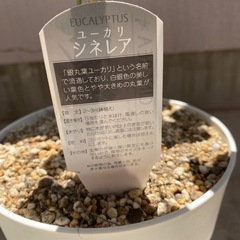 ユーカリ 観葉植物　鉢植えの画像